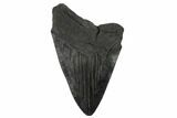 Bargain, Partial Megalodon Tooth - South Carolina #134293-1
